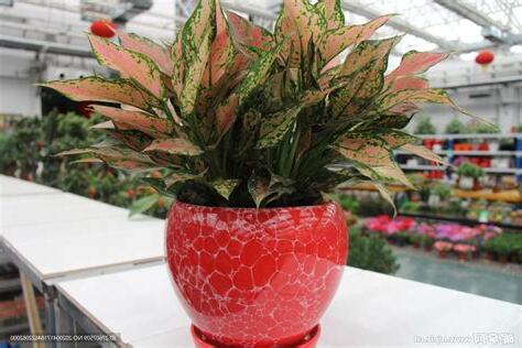 如意花開花