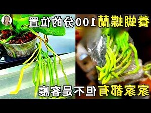 蝴蝶蘭擺放位置