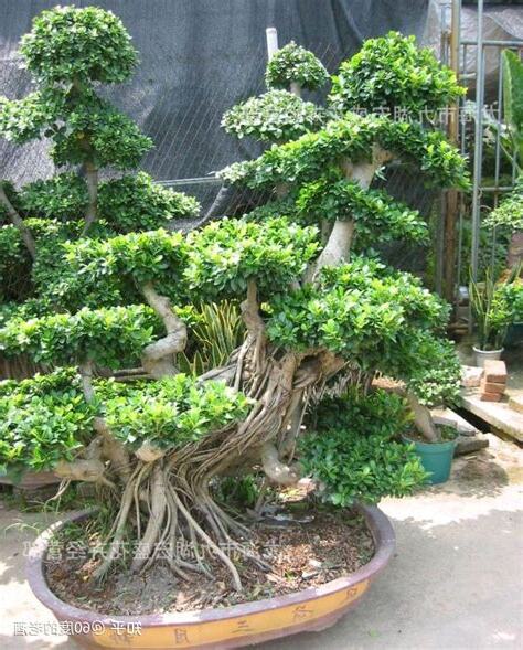 榕树盆栽风水