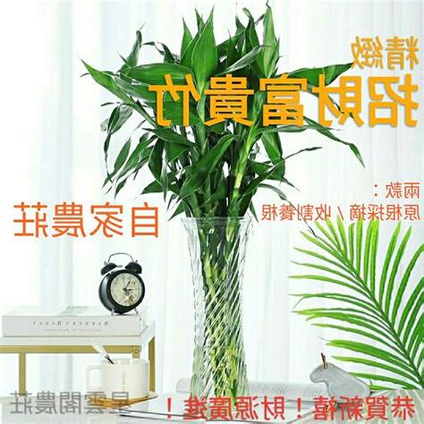 招財富貴竹