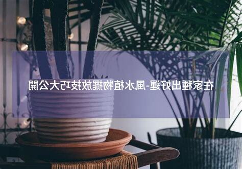 植物擺放風水