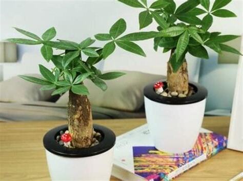 招財樹發財樹開花