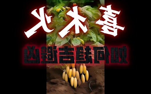 喜火木