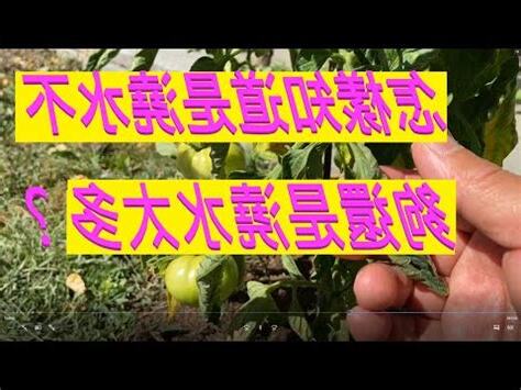 澆水過多