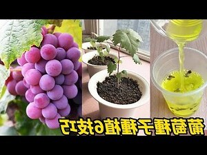 陽台種葡萄