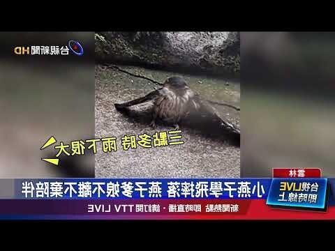 燕子來家裡築巢