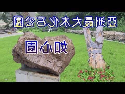 木化石功效