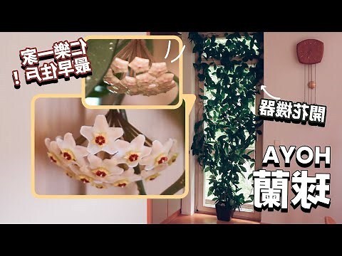 紅球蘭樹