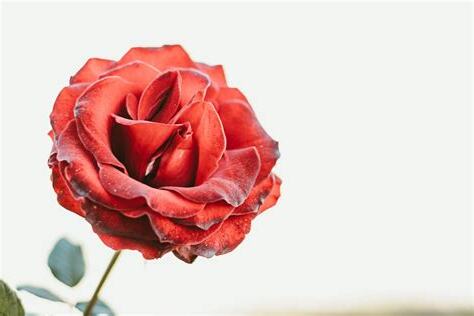 玫瑰花多久澆一次水