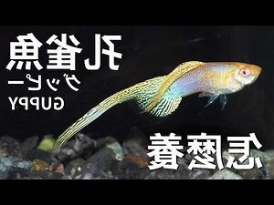 孔雀魚搖頭擺尾