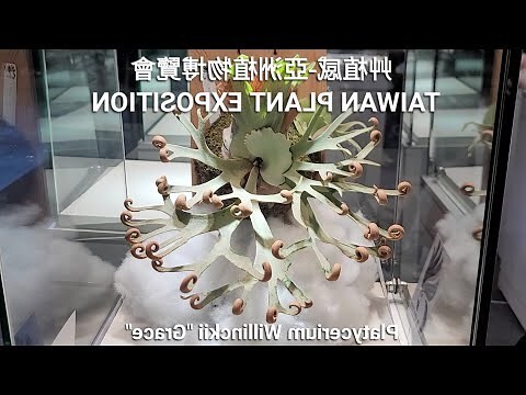 鹿角寓意