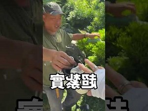 迎賓樹方向