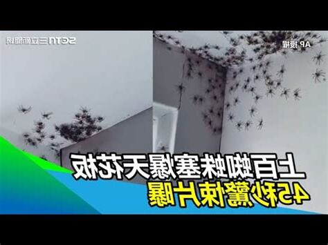 蜘蛛在家裡
