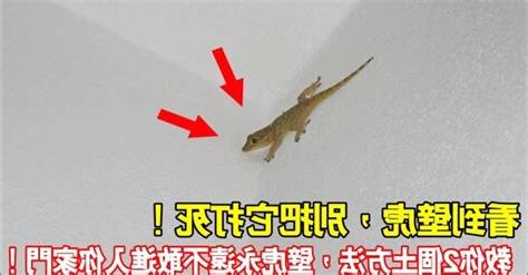 看到壁虎號碼
