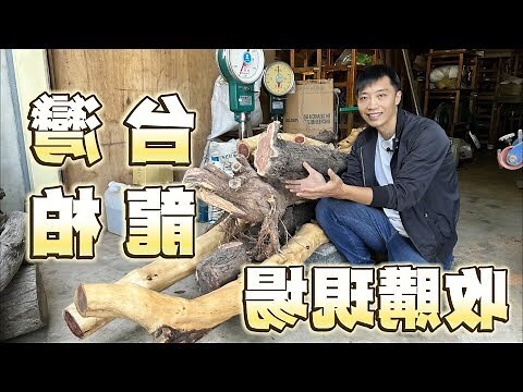 有人收購龍柏樹嗎