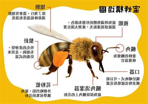 蜜蜂代表什麼