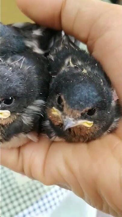 燕子幼鳥怎麼養