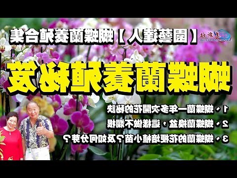 蝴蝶蘭品種查詢