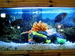 明財位可以放魚缸嗎