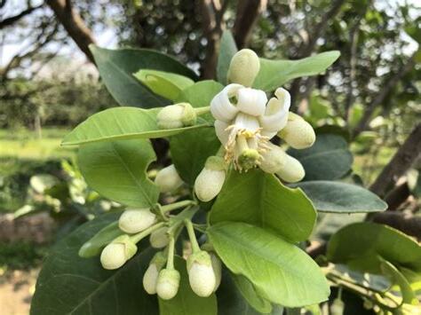 文旦樹剪枝影響花開
