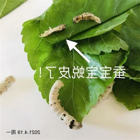 蠶卵幾天孵化