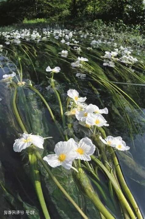 水性楊花植物