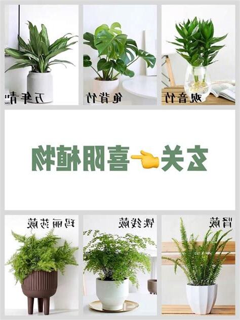 小盆栽植物推薦