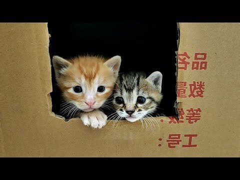 家貓生小貓