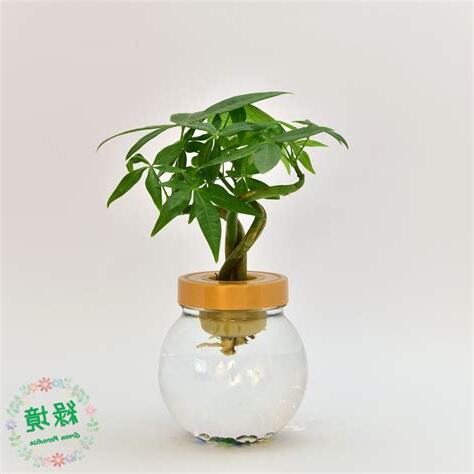 辦公室水耕植物風水