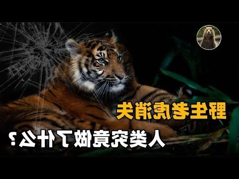 出世虎
