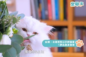 狗狗精油禁忌