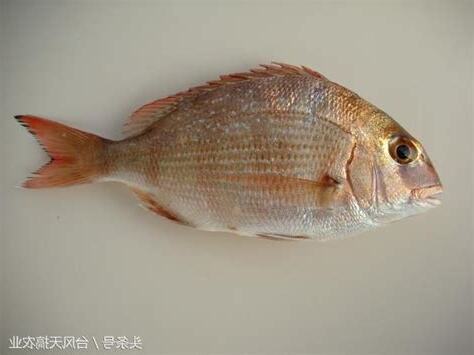 魚類品種