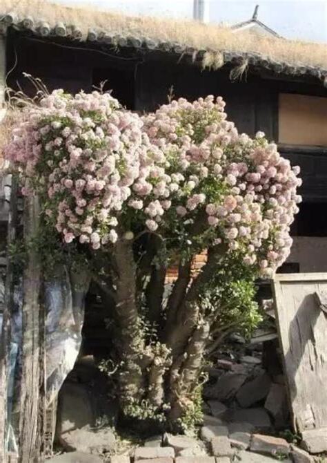 玉樹