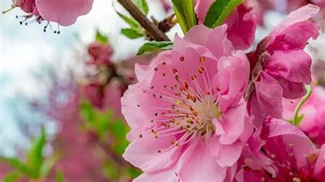 沐浴桃花
