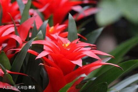 鴻運當頭花