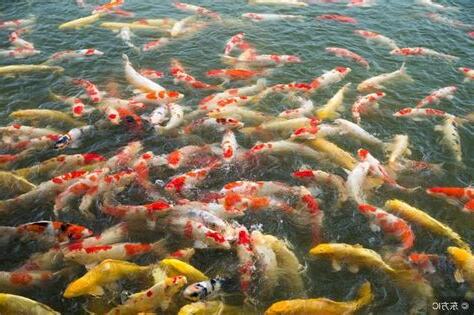 什麼魚比較好養