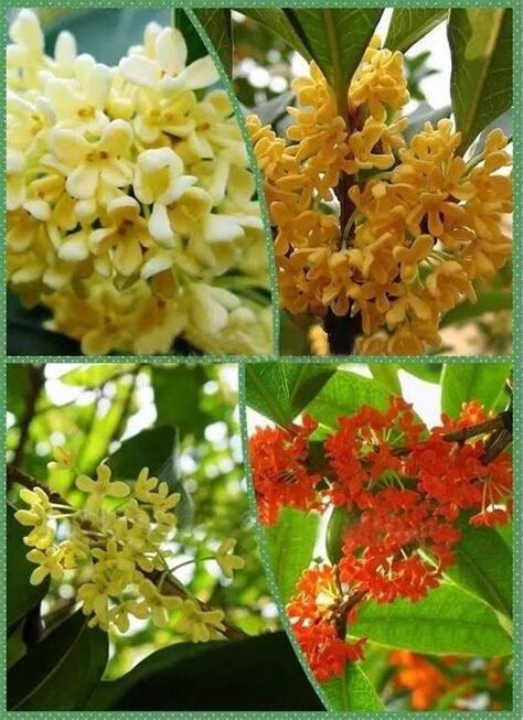 桂花種類