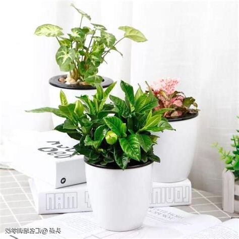 風水植物有哪些