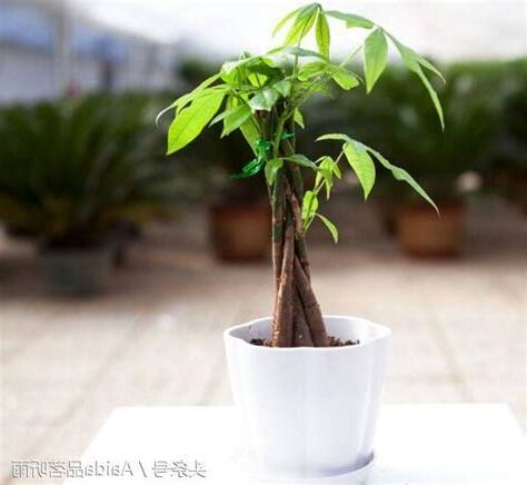 發財樹如何修剪