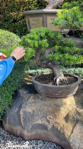 庭院整理