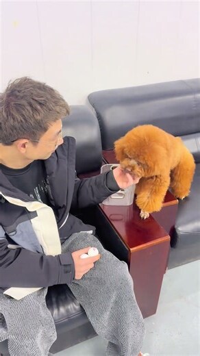 狗是什么号码