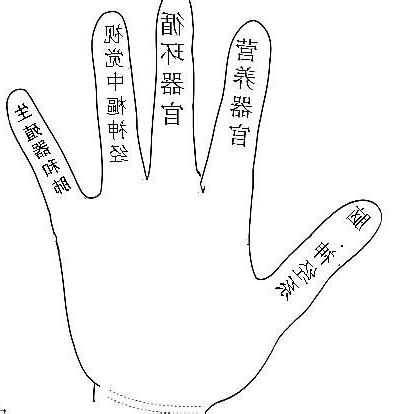 食指代表器官