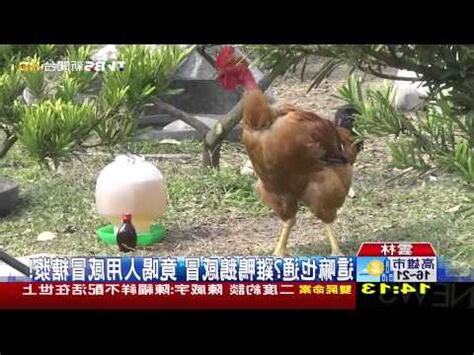 鴨子生病