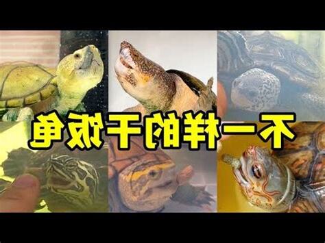 烏龜個性