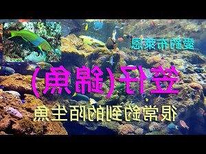 五帶錦魚