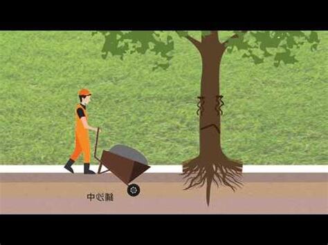 不會竄根的樹
