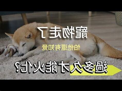 寵物鳥死掉