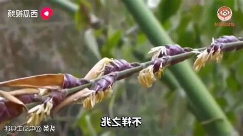 竹子開花