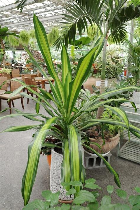巴西鐵樹種植方法