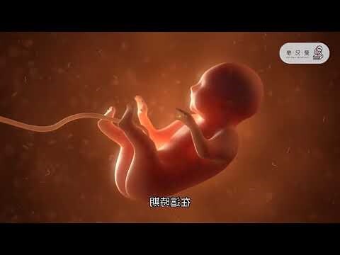 胎兒兔唇